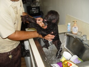 Baby Western Lowland Gorilla - Bangori gets a bath